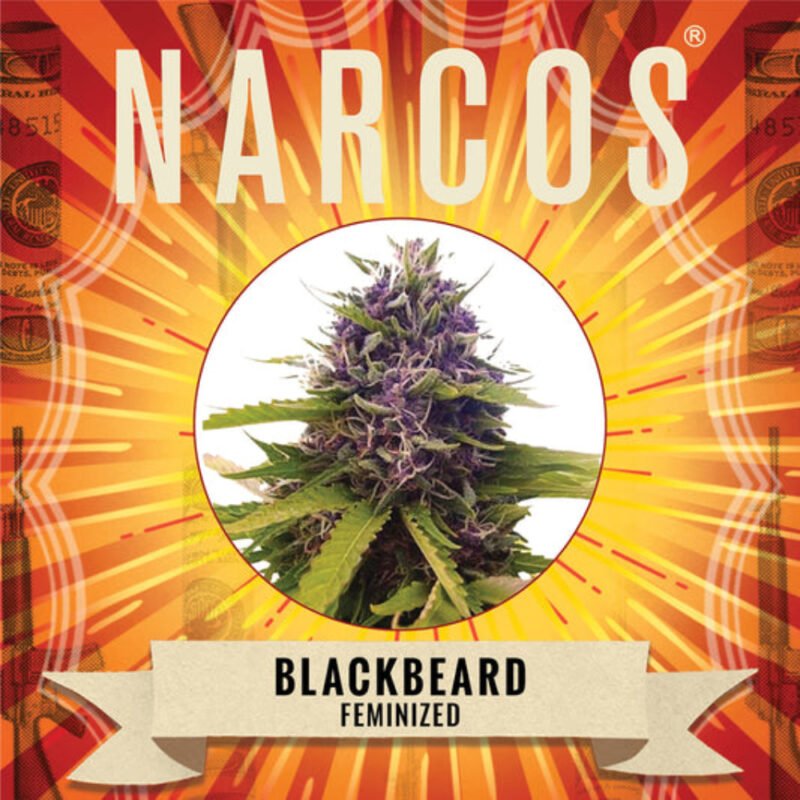 Narcos Blackbeard Feminized