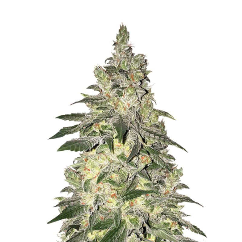 Narcos Kingping Kush Feminized 1