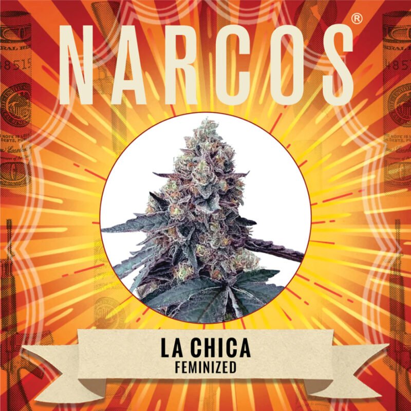 Narcos La Chica Feminized (3 seeds pack)