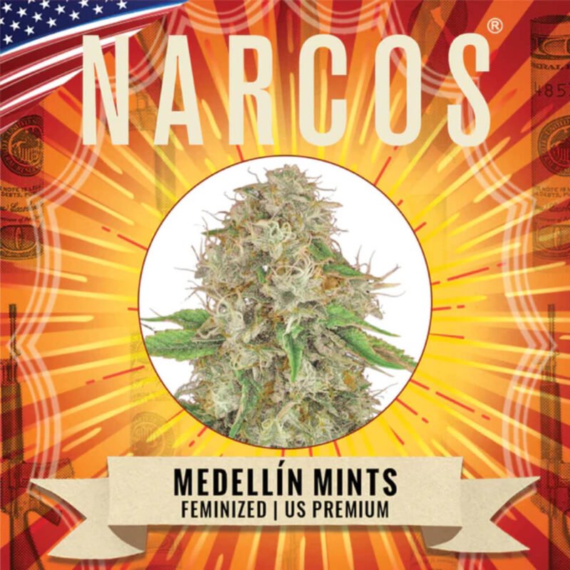 Narcos Medellín Munt Feminized