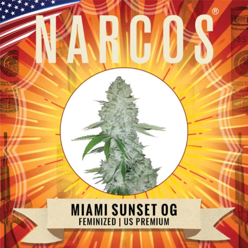 Narcos Miami Sunset OG Feminized