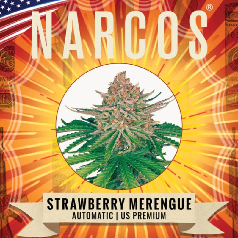 Narcos Strawberry Merengue Autoflowering