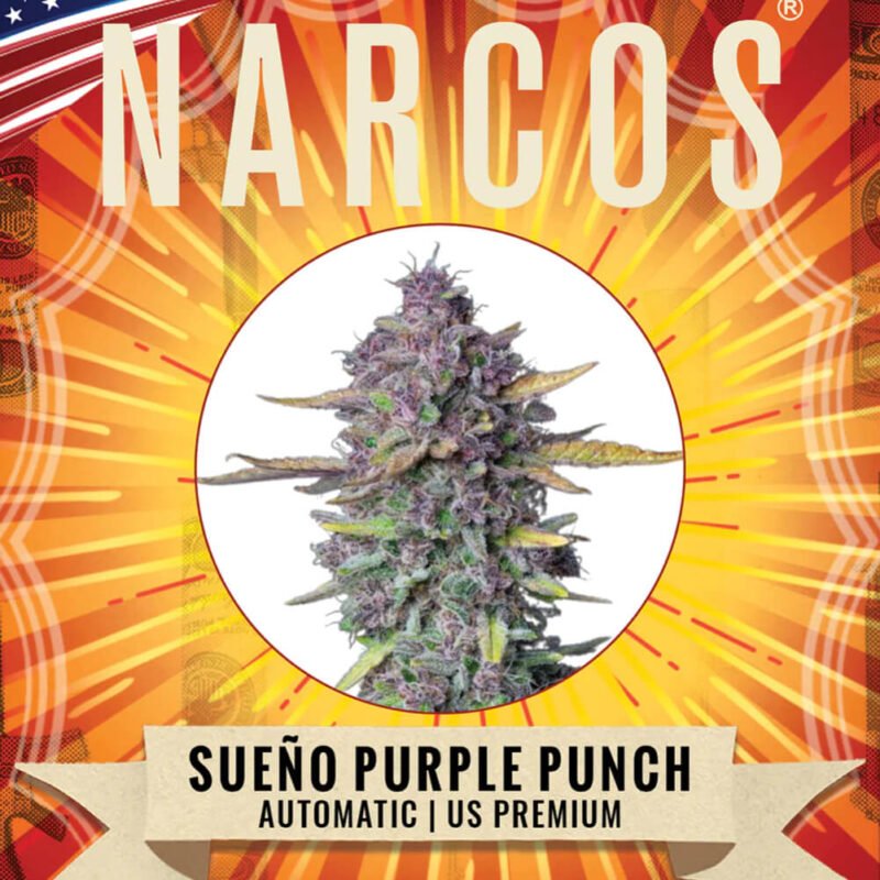 Narcos Sueño Purple Punch Autoflowering