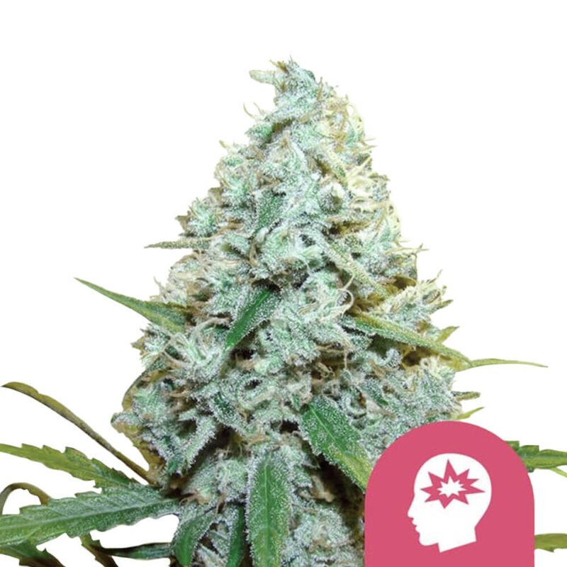 Royal Queen Seeds AMG feminized cannabis seeds