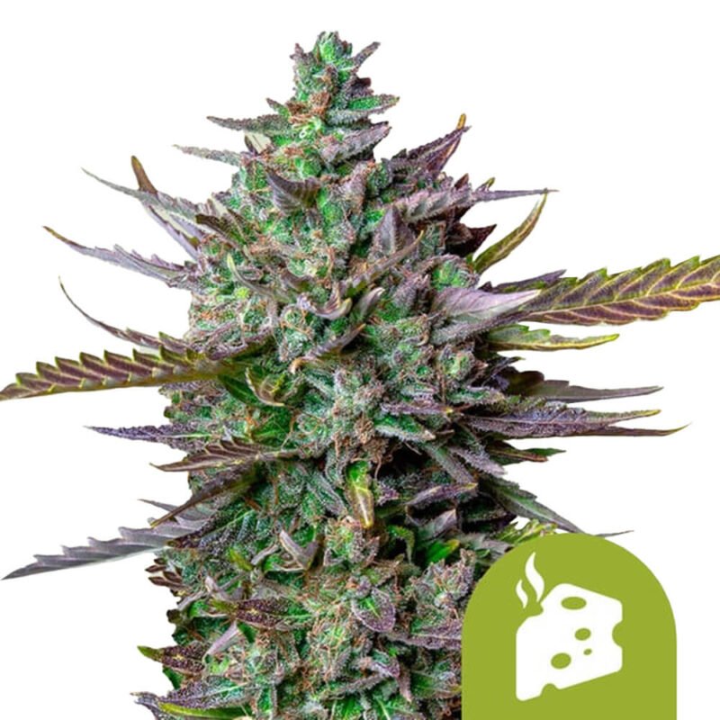 Royal Queen Seeds Blue Cheese Auto autoflowering cannabis seeds