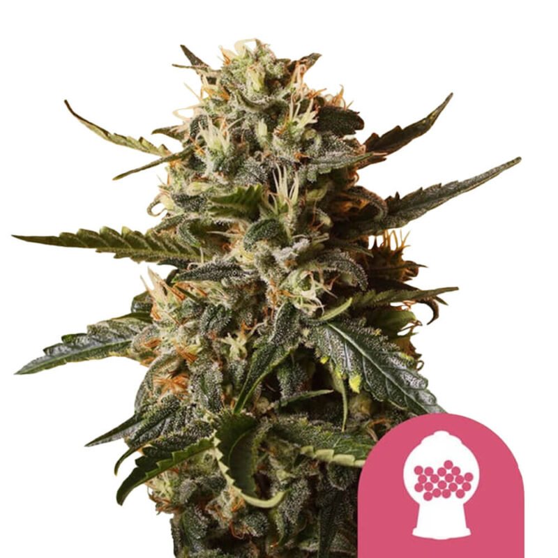 Royal Queen Seeds Bubblegum XL feminized cannabis seeds