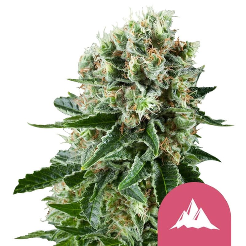 Royal Queen Seeds Critical Kush feminized cannabis seeds