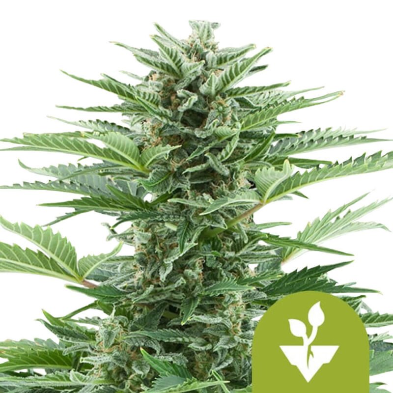 Royal Queen Seeds Easy Bud autoflowering cannabis seeds