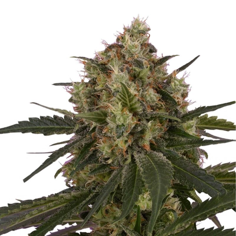 Royal Queen Seeds ICE feminized cannabis seeds