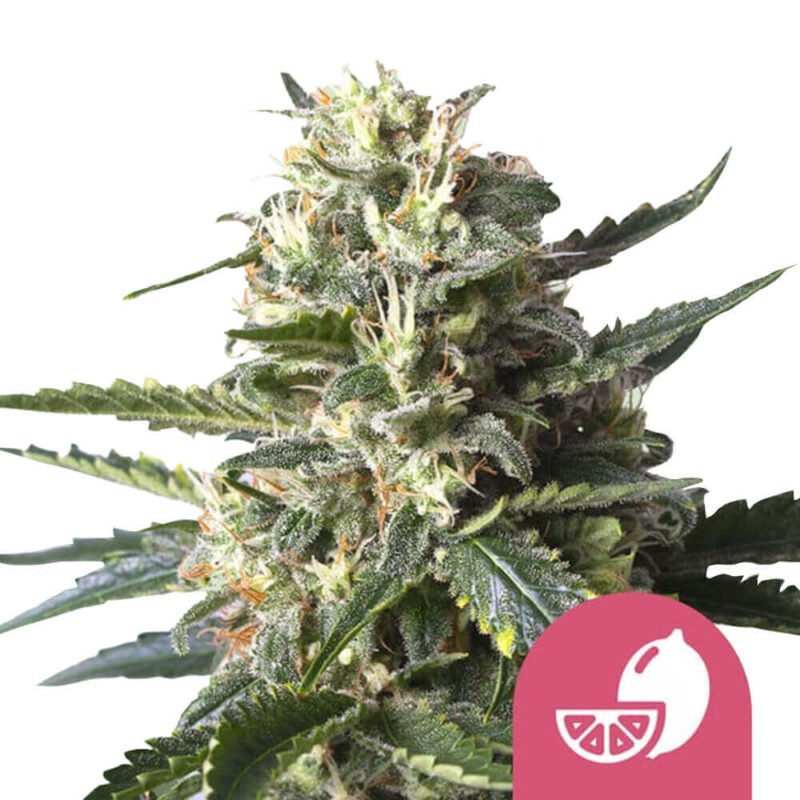 Royal Queen Seeds Lemon Shining Silver Haze feminized cannabis seeds