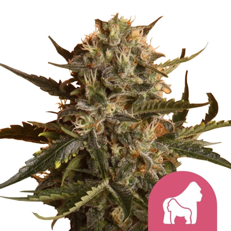 Royal Queen Seeds Mother Gorilla feminized cannabis seeds