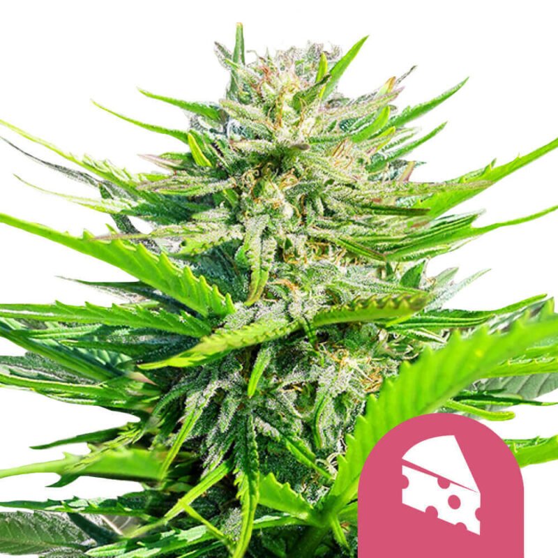 Royal Queen Seeds Royal Cheese feminized cannabis seeds