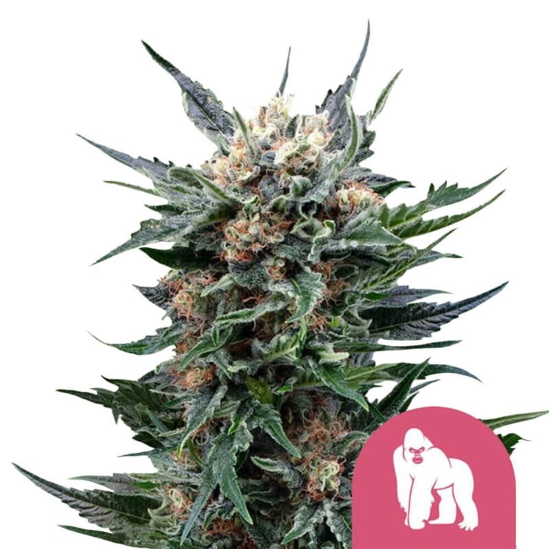 Royal Queen Seeds Royal Gorilla feminized cannabis seeds