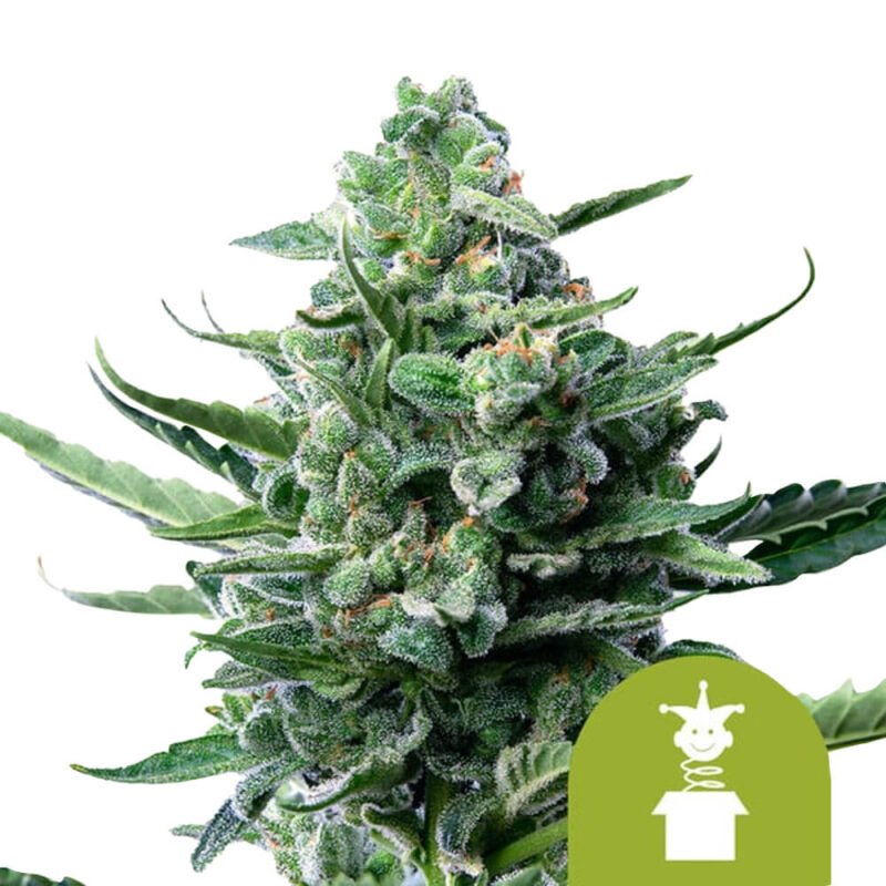 Royal Queen Seeds Royal Jack Auto autoflowering cannabis seeds