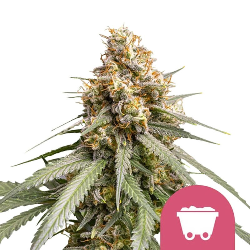 Royal Queen Seeds Shining Silver Haze feminized cannabis seeds