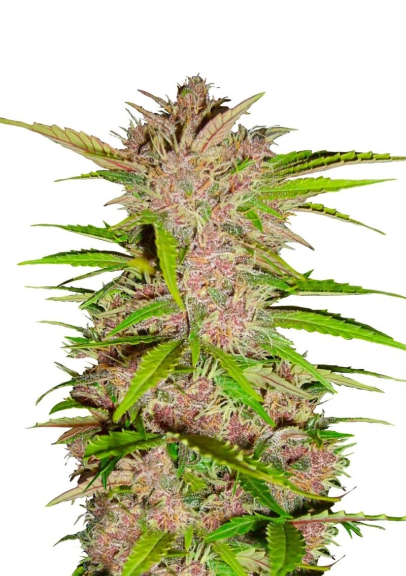 Fast Buds – Fastberry