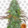 Barney’s Farm LSD Automatic