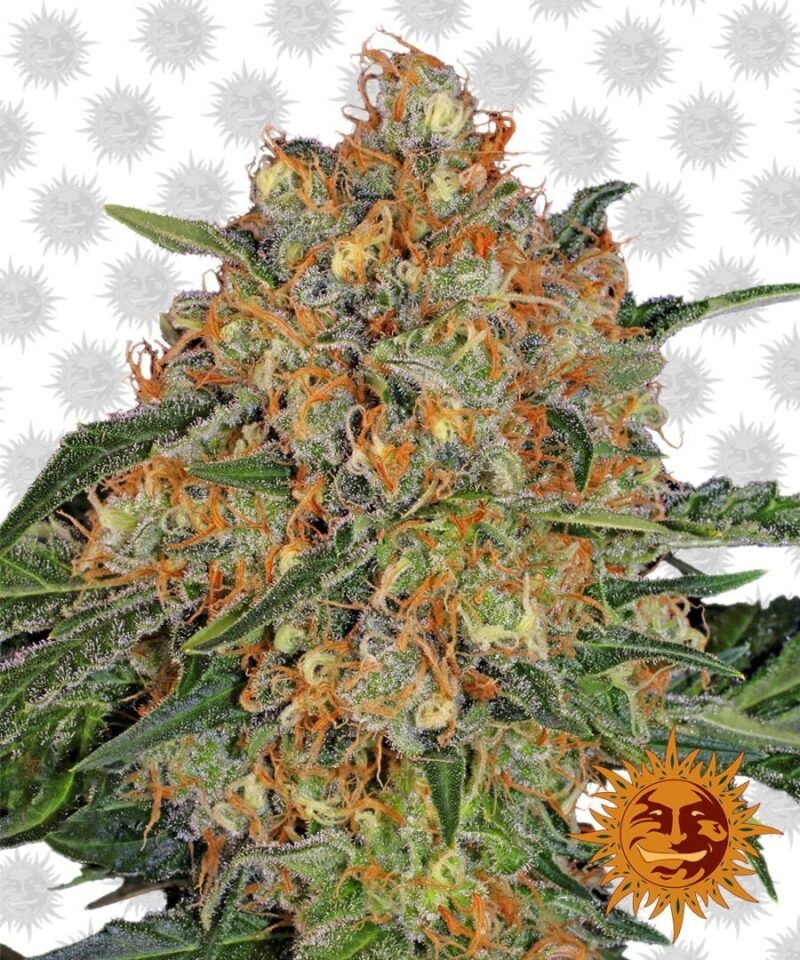 Barney’s Farm Orange Sherbert