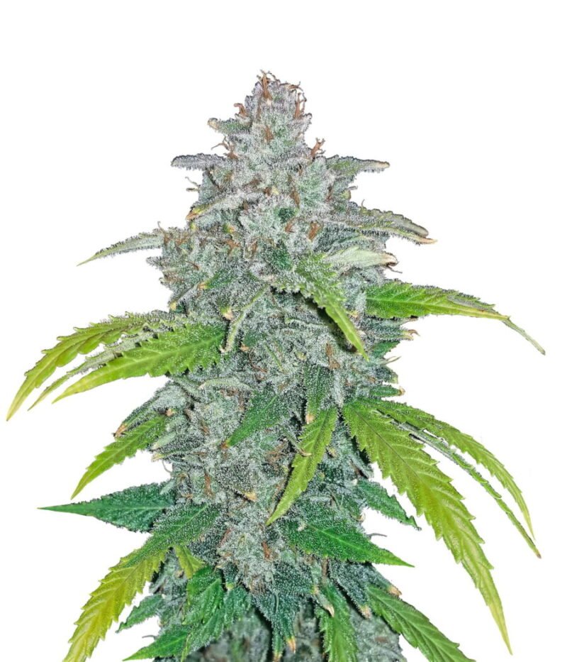 Fast Buds – Blue Dream