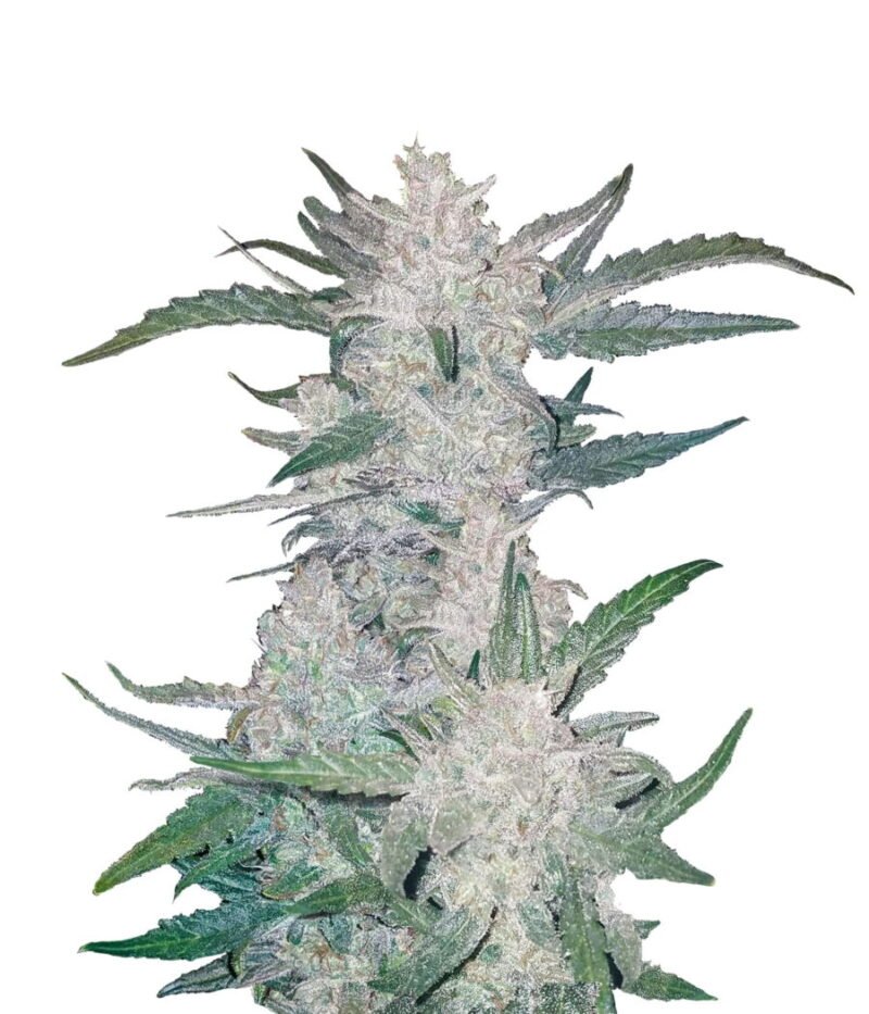 Fast Buds – Rhino Ryder