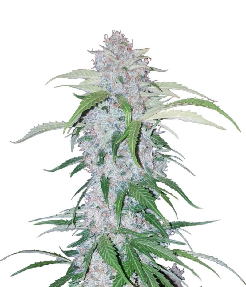 Fast Buds – Six Shooter Automatic